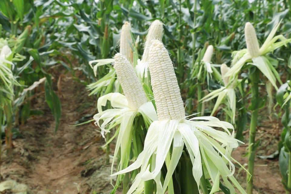 Giống ngô nếp lai SV 19